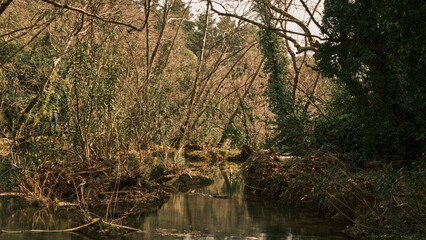 beautiful river in the nature