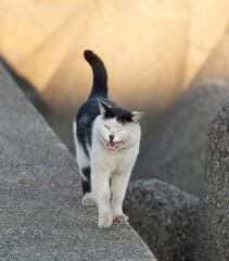 あくびをする猫