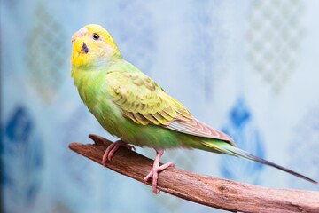 カーテンの前で枝に留まるセキセイインコ
