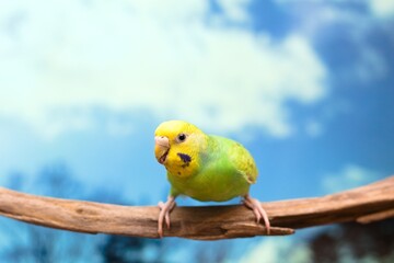 枝に留まったセキセイインコと青空