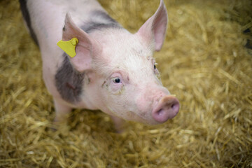 view of a pig in a box at the agricultural show © AUFORT Jérome