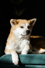 A portrait of a sad Akito dog. Sleepy Red dog lying in the room. The sun is falling on the animal's muzzle. The dog is sick. 