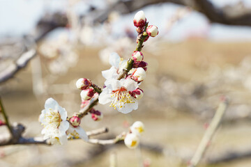 春のおとづれを感じさせる早春の梅の花