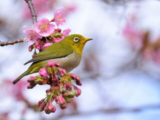 A white eye looking into the distance on kawazu cherry blossoms