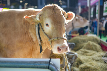 portrait of blonde d'aquitaine cow at the agricultural show