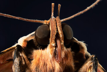 Closeup shot of a moth on a dark background - obrazy, fototapety, plakaty