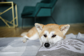 A portrait of a sad Akito dog. Sleepy Red dog lying in the room. The sun is falling on the animal's muzzle. The dog is sick. 