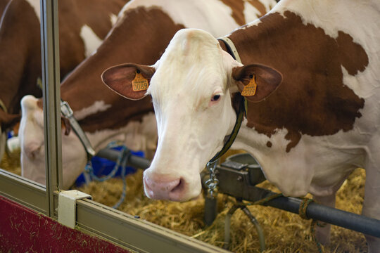 Montbeliarde breed cow portrait at the agricultural show