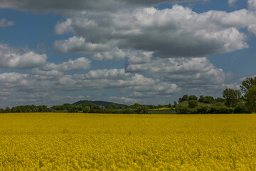 Rapsfeld Landschaft
