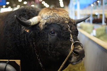 portrait of aubrac bull in the agriculture show