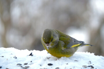 A portrait of a male greenfinch standing in snow and eating sunflower seeds, blurred background
