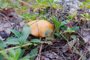 mushroom in the grass