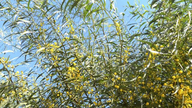 Beautiful Mimosa tree bush with yellow flowers blossoms in spring. Nature background happy springtime. 4k