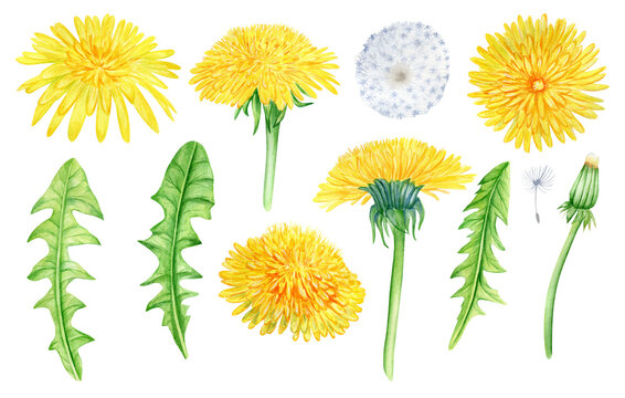 Watercolor dandelion flowers illustration isolated on white background.
