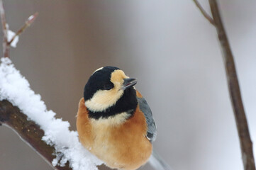 Varied Tit, close-up picture of a little songbird