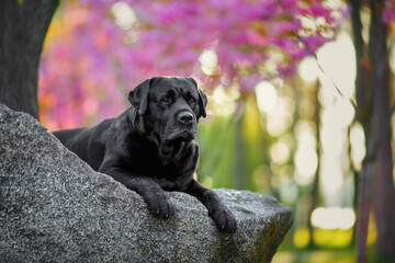 Black labrador lying on a rock with pink sakura on the background