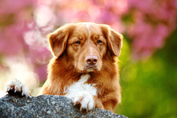 Cute duck tolling retriever on the stone looking into camera with pink sakura on backrgound