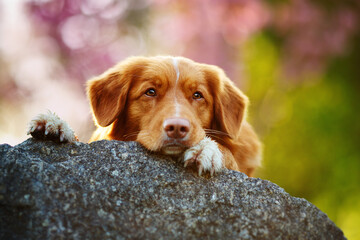 Cute nova scotia duck tolling retriever lying on a rock with pink sakura on background toller