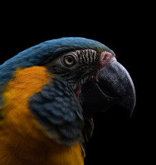blue and yellow macaw