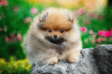 Cute pomeranian spitz dog puppy lying on a rock looking into the camera