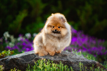 Cute pomeranian spitz dog puppy sitting on a stone