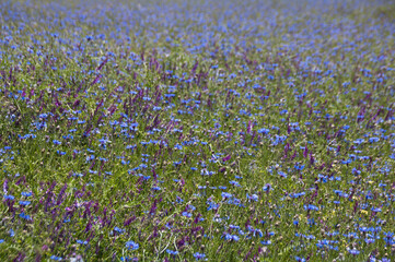 Naklejka premium champ de bleuets dans les Monts du Beaujolais en France