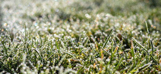 Panorama Wiese mit Tau am Morgen im Frühling