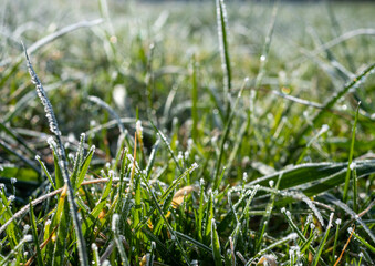 Gras mit Frost im Frühling