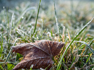 Laubblatt in einer Wiese mit Frost im Herbst