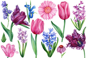 Tulips, hyacinths, iris and gerbera. Set of watercolor spring flowers, botanical illustrations, hand drawn floral