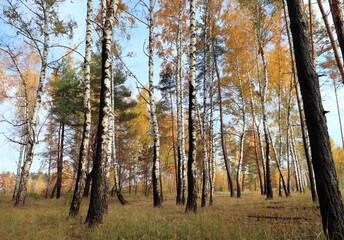 Burned woods after fire. Charred birch and pine trees in autumn. Scorched fire-damaged forest with dry grass and blue sky.