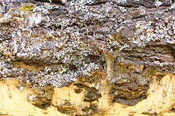 bark of tree