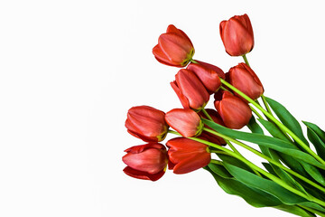 Fresh red tulips isolated on white background, gift, bouquet of spring flowers. Top view. Close-up. Selective focus.