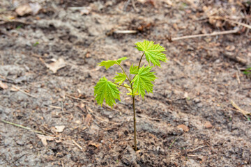 Arbor day - planting a young seedling tree and garden supplies tools	
