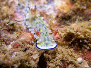 nudibranch, sea lug