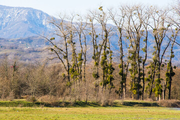 Obraz premium Trees and lake landscape and view in Georgia
