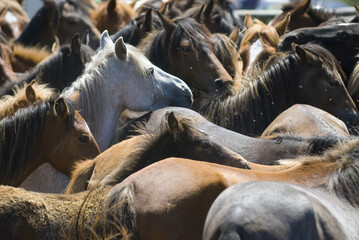 Closeup of the herd of wild horses gathered for Rapa das Bestas. Galicia, Spain.