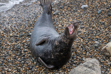 Grey Seal Yawning on a Beach, County Wicklow - Close Up