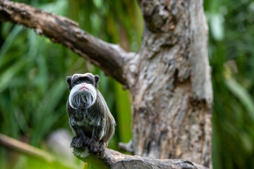 emperor tamarin