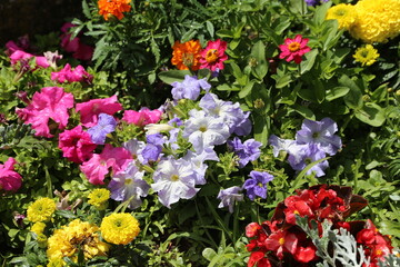 Fototapeta premium Flora