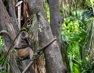 spider monkey