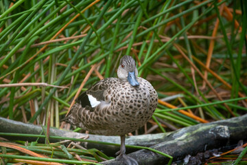 grey teal