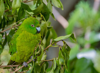 antipodes parakeet