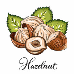 Vector realistic illustration of a hazelnut peeled whole, chopped into halves and green hazel leaves isolated on white.