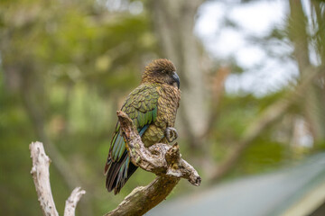 kea