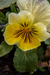 viola lutea- , mountain pansy in grassland, Flower closeup. Bright yellow flower, Natural light.  Close up