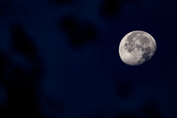 The moon in the sky behind the branches of a tree.