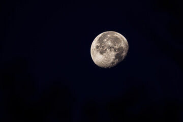 The moon in the sky behind the branches of a tree.