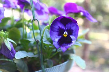 blue pansy flower in a pot closeup