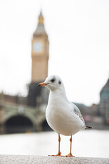Seagull standing in front of Big Ben in London United Kingdom